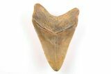Fossil Megalodon Tooth - North Carolina #200664-1